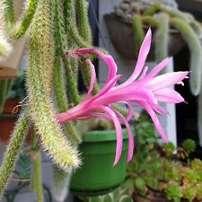 Aporocactus flagelliformis rat for sale  LEIGH