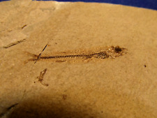 Pesce fossile bolcaichthys usato  Napoli