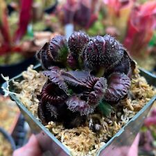 Cephalotus follicularis queen for sale  UK