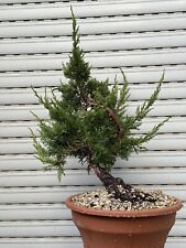 Itoigawa bonsai shohin usato  Italia