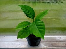 Coffea catura plant for sale  Interlachen