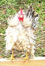 Serama hatching eggs for sale  Middleburg