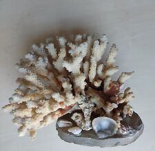 Corail naturel texture d'occasion  Gençay