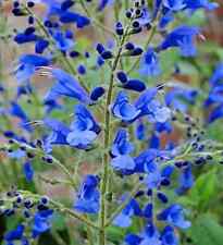 Salvia blue butterflies for sale  MARCH