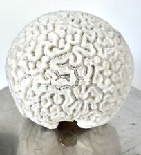 brain coral 2 specimens for sale  Ocean View