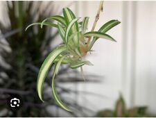 Small spider plant for sale  NORWICH