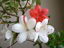 Iveryyana azalea rhododendron for sale  Mobile