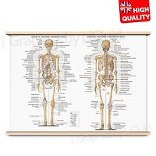 Human anatomy bones for sale  LONDON