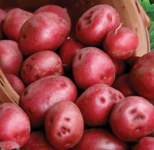 Patatas de semilla Pontiac rojas | Certificado USDA para plantar 113 gramos papa roja 2024 segunda mano  Embacar hacia Argentina