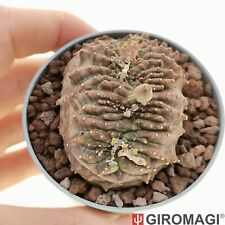 Euphorbia obesa crestato usato  Cortona