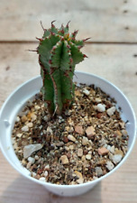 Euphorbia horrida vaso usato  Monte San Vito