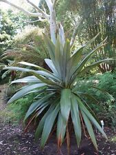 Cordyline indivisa stunning for sale  Shipping to Ireland