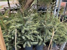 Picea ormorika 4ft for sale  NEWARK