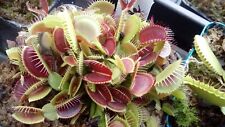 Plantes carnivores dionaea d'occasion  Remiremont