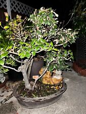 Silverberry bonsai tree for sale  Midway City