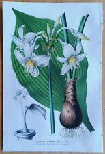 Amaryllis Eucharis candida - Van Houtte Flore de Serres Original Print - 1852, used for sale  Shipping to South Africa