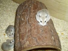 Haus hamster tunnel gebraucht kaufen  Moringen