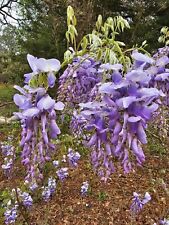 Purple wisteria plants for sale  Pelion