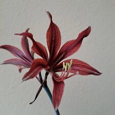 Used, Hippeastrum 'Spider' - 1 bulb 2 cm in diameter. Offset for sale  Shipping to South Africa