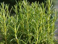 Rosemary seeds grow for sale  UK