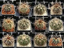 Fresh seeds gymnocalycium for sale  Shipping to Ireland