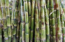 Fresh sugar cane for sale  Miami