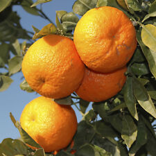 Pair large orange for sale  PETERBOROUGH