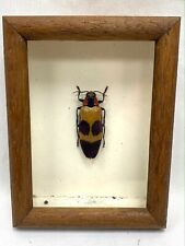 Cute Frame With A Chrysochroa Buqueti - Malaysia for sale  Shipping to South Africa