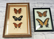 Framed butterflies taxidermy for sale  BERKHAMSTED