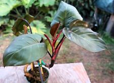 Philodendron pink princess for sale  Hollywood