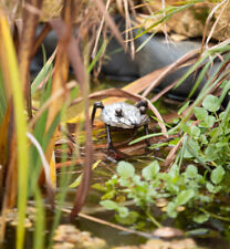 Metal frogs garden for sale  CHELTENHAM