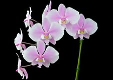 Orchid species phalaenopsis d'occasion  Paris XV