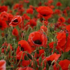 Used, Red Poppy Corn Poppy  5000 Seeds Papaver Flanders Wild Flower  Real Pictures for sale  AYLESBURY