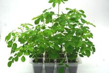 Moringa oleifera mini for sale  Boynton Beach