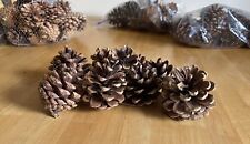 Large pine cones for sale  FLEET