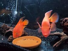 Rose queen cichlid for sale  Stockton