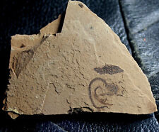 Argentinidae oligocene fossil for sale  Shipping to Ireland