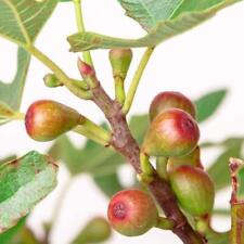 Fig tree ficus for sale  Shipping to Ireland