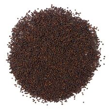Organic red mustard for sale  UK