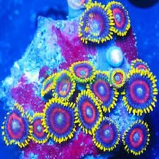 Premium zoa pack for sale  Willoughby