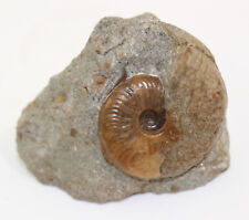Ammoniten eleganticeras elegan gebraucht kaufen  Weeze