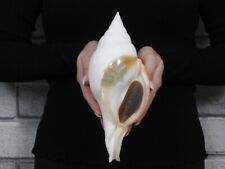 Sea shell Turbinella laevigata 216mm ID#6910 for sale  Shipping to South Africa