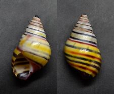 Shells - Amphidromus laevus kissensis 25.2 mm. landsnail, Indonesia for sale  Shipping to South Africa