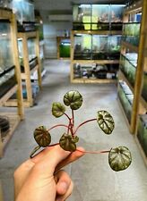 Begonia peridot plant for sale  Cleveland