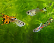 X10 endler guppies for sale  ROTHERHAM