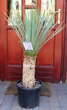 Yucca rostrata de México, 105 cm, tronco de 40 cm, ¡carpa de raíz!, usado segunda mano  Embacar hacia Spain