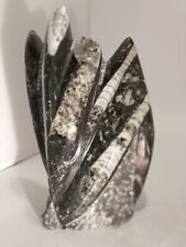 Large orthoceras fossil for sale  INVERNESS