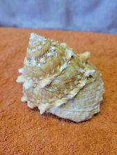 O•Vintage Astraea Tecta Ocean Shell 4"Wide for sale  Shipping to South Africa