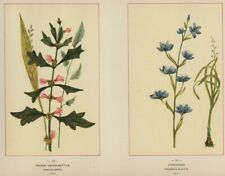 Cromolitográfico botânico Hyssopleaf & Mtn Death Camas genuíno 1894 flor silvestre comprar usado  Enviando para Brazil