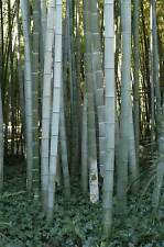 Phyllostachys edulis pubescens for sale  HAYLE